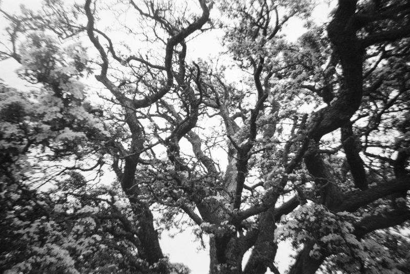 Black and white photobooth image of a dense canopy of trees with branches and leaves.